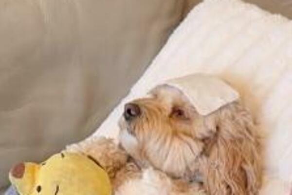 KUĆNI LJUBIMCI SU NAŠA DECA, A OVO JE DOKAZ: Vlasnik toliko voli svog bolesnog PSA, da je došlo do OVOGA (VIDEO)