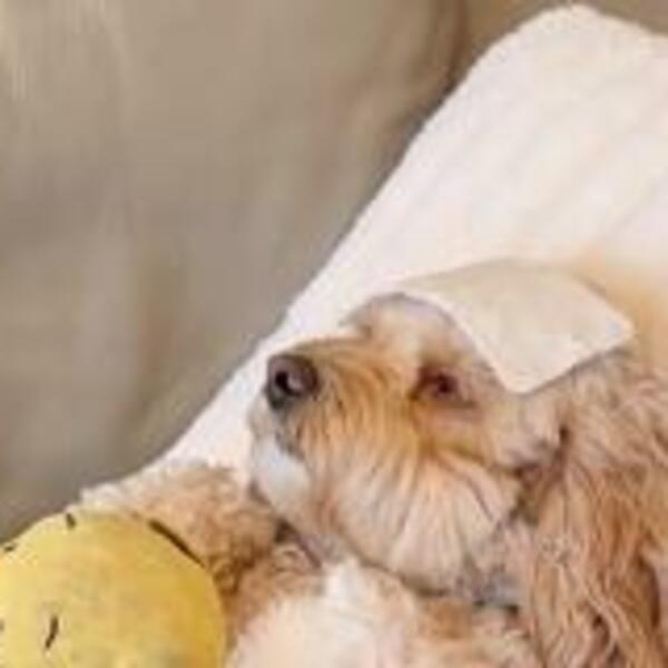 KUĆNI LJUBIMCI SU NAŠA DECA, A OVO JE DOKAZ: Vlasnik toliko voli svog bolesnog PSA, da je došlo do OVOGA (VIDEO)