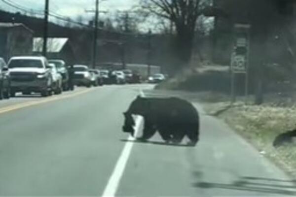 MAJČINSKA BRIGA I LJUBAV JE NAJVEĆA: Snimak iz Amerike će vas RAZNEŽITI pogledajte šta je MEČKA URADILA (VIDEO)