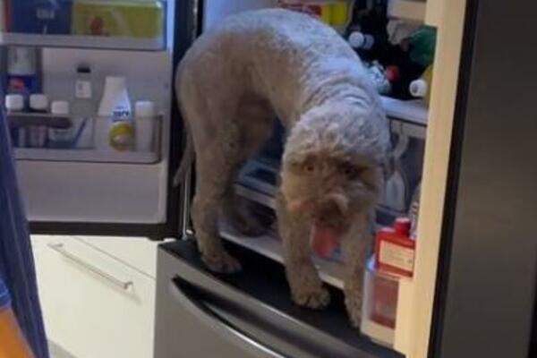 PAS ČUO GRMLJAVINU PA URADIO NEVEROVATNU STVAR: Nikom nije jasno KAKO JE USPEO i vi ćete se PITATI ISTO (VIDEO)