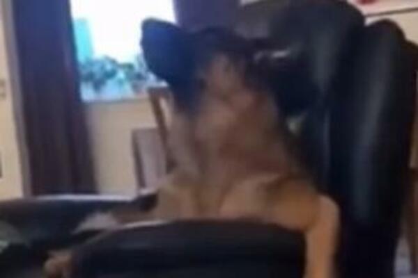 O OVOM PSU BRUJI CEO SVET, OTPEVAO JEDNU OD NAJPOZNATIJIH OPERA: Ljudi gledaju u NEVERICI, svi komentarišu ČUDO