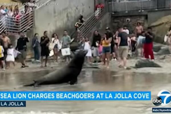 DRAMA NA POPULARNOJ PLAŽI: Pogledajte šta je uradio POBESNELI MORSKI LAV (VIDEO)
