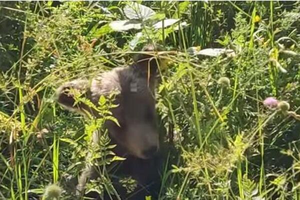 NAJSLAĐI SNIMAK KOJI ĆETE DANAS VIDETI: Mali meda usnimljen kod Kraljeva, scena kao iz CRTANIH FILMOVA! (VIDEO)