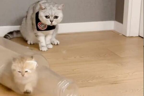 MAČE SE ZAGLAVILO U FLAŠI DOK MAMA GLEDA BESPOMOĆNO: Zanemećete od onoga što se DESILO nakon ovoga (VIDEO)