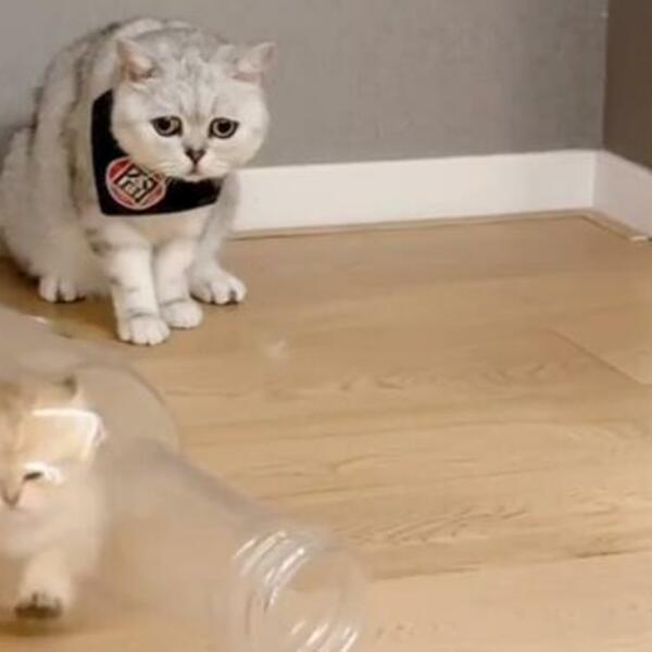 MAČE SE ZAGLAVILO U FLAŠI DOK MAMA GLEDA BESPOMOĆNO: Zanemećete od onoga što se DESILO nakon ovoga (VIDEO)