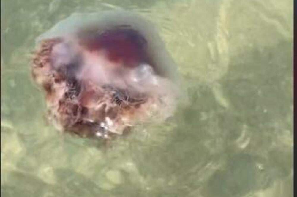 POSLE OVOG SNIMKA, NEĆE VAM PASTI NA PAMET DA GUTATE MORSKU VODU: Svi su ŠOKIRANI onim što vide, ovo je ODVRATNO