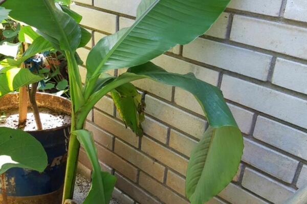 U SRPSKOM SELU USPELA JE ČAK I BANANA: Čovek ne odustaje od nje, a ona sve BOLJA!