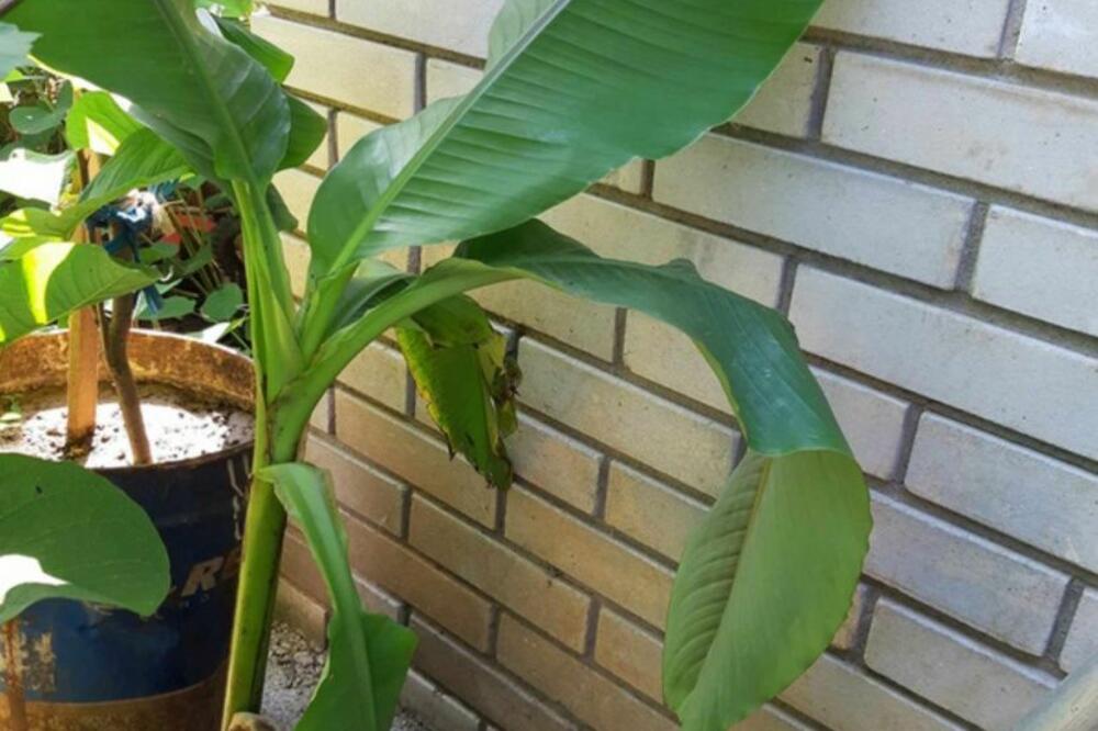 U SRPSKOM SELU USPELA JE ČAK I BANANA: Čovek ne odustaje od nje, a ona sve BOLJA!