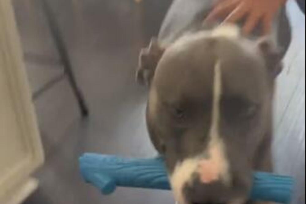 OTIŠLI NA ODMOR, A PSA OSTAVILI KOD KUĆE: Kad su se vratili sve je bilo DEMOLIRANO, evo šta je URADIO (VIDEO)