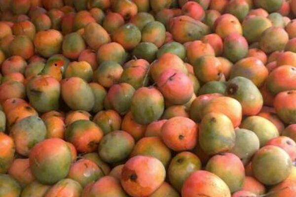 PRONAĐITE PAPAGAJA MEĐU MANGOM NA SLICI ZA 15 SEKUNDI: Ako uspete, VI STE GENIJE (FOTO)