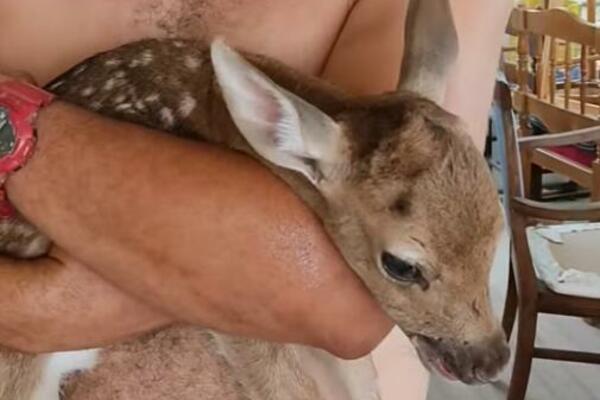 MLADUNČE JELENA POSTALO SIMBOL POBEDE ŽIVOTA NAD SMRTI: Rođen je u PLAMENU, njegova priča će vas RAZNEŽITI (VIDEO)