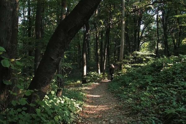 BIZONI POKUŠALI DA POBEGNU IZ NACIONALNOG PARKA "FRUŠKA GORA": Nevreme srušilo granu, prava DRAMA!