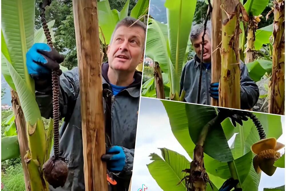 DEJAN USRED BEOGRADA GAJI TROPSKU VOĆKU: Otkrio je kako mu opstaje, SVAKA ČAST, NIJE LAKO! (VIDEO)