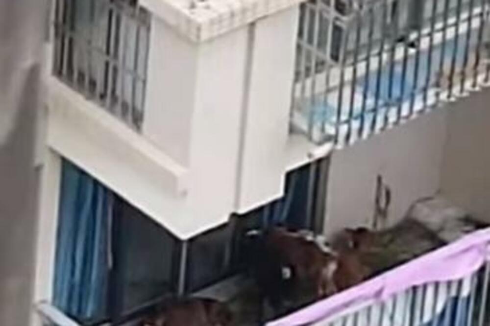 UŽASAN SMRAD ALARMIRAO KOMŠIJE, PA POZVALI POLICIJU: Kada su videli šta čovek DRŽI NA TERASI, pali su u nesvest