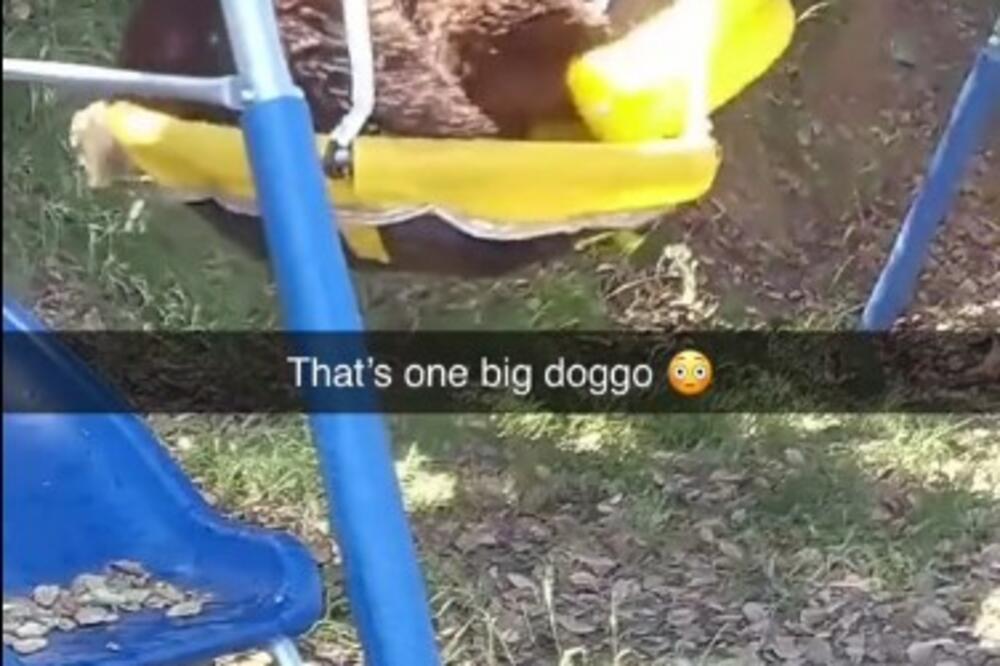 MEDVED IM UPAO U DVORIŠTE USRED DANA: Uradio je nešto NEVEROVATNO, šta bi bilo da su TU bila DECA?! (VIDEO)