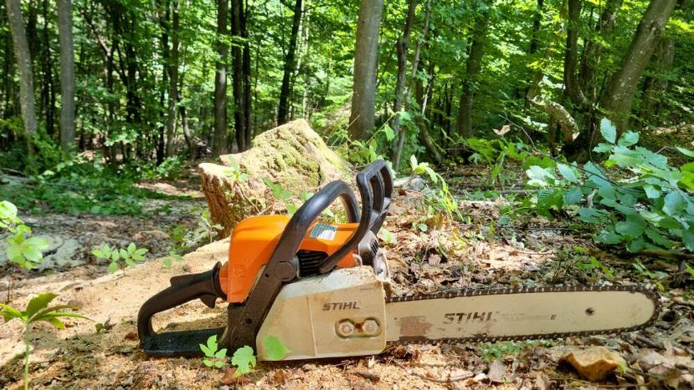 U šumi gde su našli tragove medveda