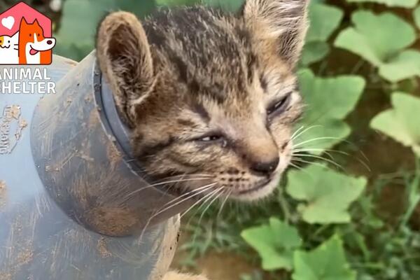 POGLEDAJTE GDE SE OVO MAČE ZAGLAVILO! Da li je moguće da je spasilac uradio OVO i IZVUKAO JE?(VIDEO)