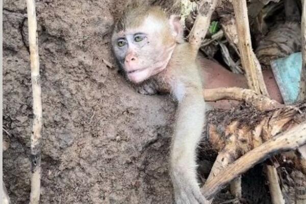 OVAJ SNIMAK STEŽE SRCE! Majmunče se zaglavilo i borilo za život, trenuci su BILI KLJUČNI! (VIDEO)