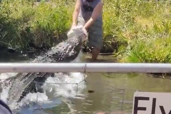 DRAMATIČAN VIDEO ĆE VAS NAJEŽITI! Hteo da nahrani aligatora, a onda mu se DESILO OVO: Snimak se ŠIRI MREŽAMA