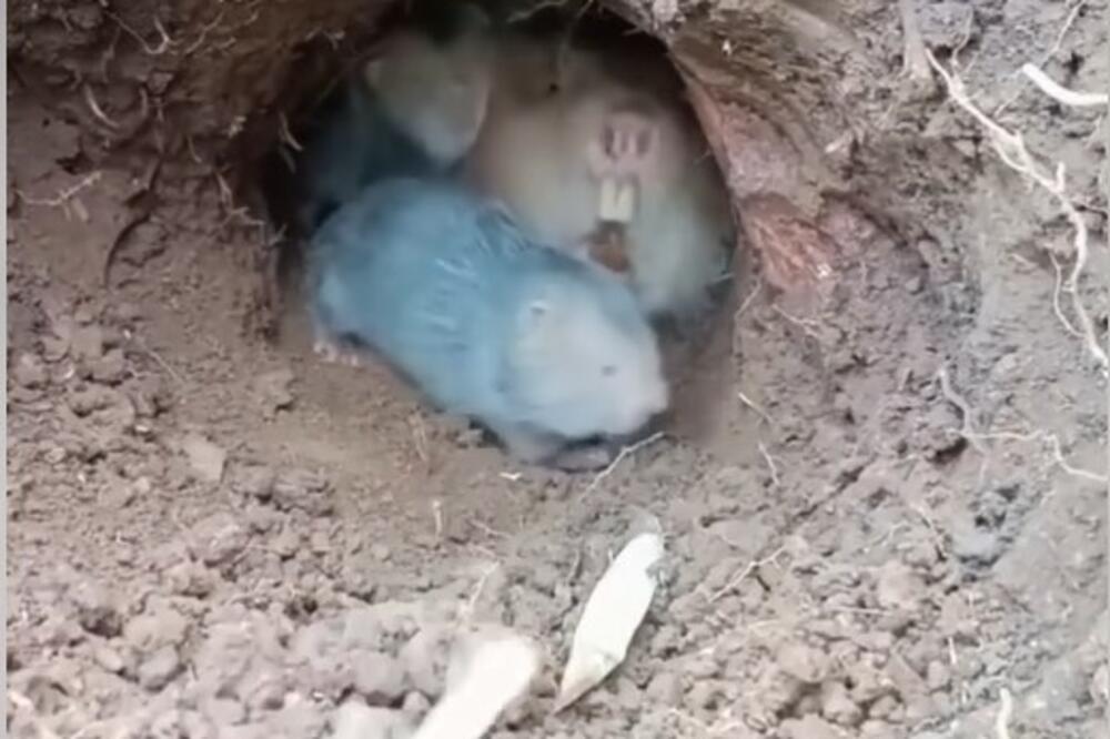 POGLEDAJTE ŠTA JE OVAJ ČOVEK UHVATIO U RUPI: Posle ih je zbrinuo i SAGRADIO IM KUĆICU, milina za DUŠU (VIDEO)