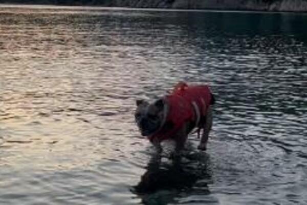 I ONE KOJI NEMAJU PSA ĆE OVAJ SNIMAK DOVESTI DO SUZA: Krenuo je ka svojoj VLASNICI, ali do nje NIJE STIGAO (VIDEO)