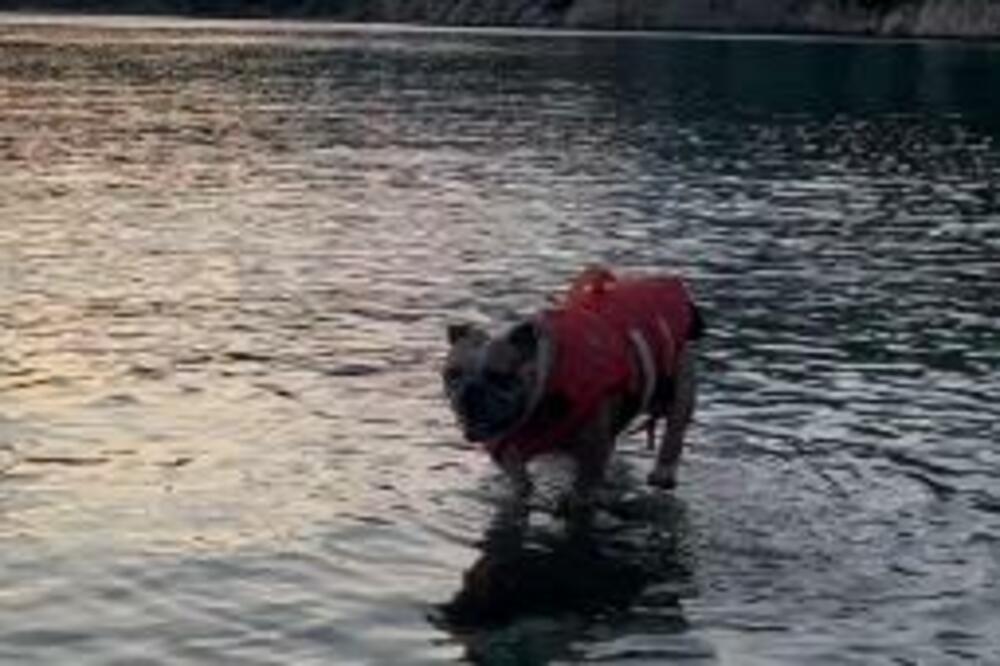 I ONE KOJI NEMAJU PSA ĆE OVAJ SNIMAK DOVESTI DO SUZA: Krenuo je ka svojoj VLASNICI, ali do nje NIJE STIGAO (VIDEO)