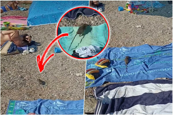 PACOVČINA JOJ SE ŠUNJA DOK LEŽI NA CRNOGORSKOJ PLAŽI: Ljudi šokirani nakon snimka koji je dospeo u javnost, AU!
