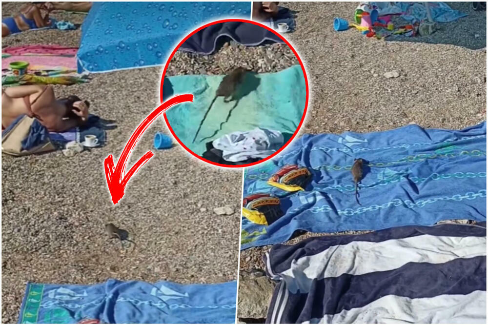 PACOVČINA JOJ SE ŠUNJA DOK LEŽI NA CRNOGORSKOJ PLAŽI: Ljudi šokirani nakon snimka koji je dospeo u javnost, AU!