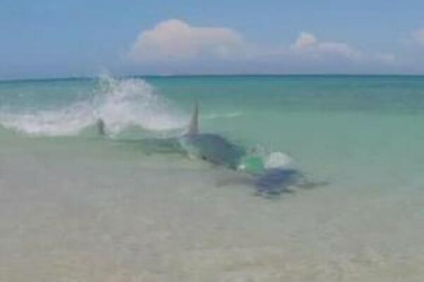 STAJAO JE U PLIĆAKU SPREMAN DA ZAPLIVA, A ONDA SE SLEDIO U SEKUNDI: Kad je OVO ugledao nije mu bilo DOBRO (VIDEO)