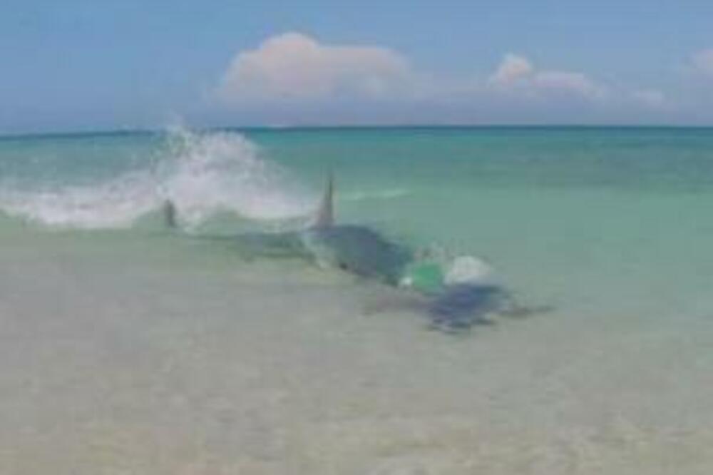 STAJAO JE U PLIĆAKU SPREMAN DA ZAPLIVA, A ONDA SE SLEDIO U SEKUNDI: Kad je OVO ugledao nije mu bilo DOBRO (VIDEO)