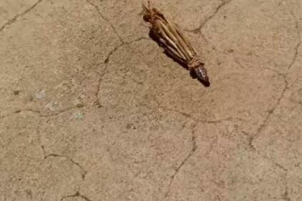 POJAVIO SE SNIMAK BIZARNOG STVORENJA U HRVATSKOJ: Gega se po betonu, izaziva JEZU, evo i ŠTA je u pitanju (VIDEO)