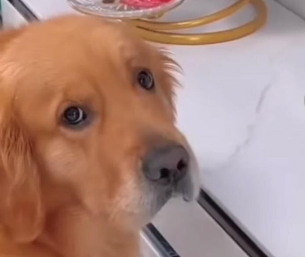 Pas, Zlatni retriver