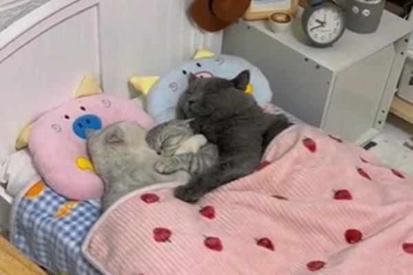 ZAR NISU PRESLATKI? Pogledajte ovo mačence kako slatko spava između roditelja, ulepšaće vam tmurni dan!