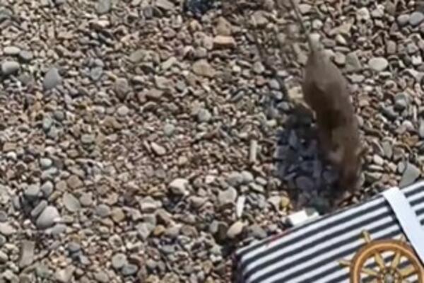 TURISTI U CRNOJ GORI NEMAJU MIRA: Posle BURE, napalo ih i OVO STVORENJE, čuje se samo VRISKA, svi ZGROŽENI (VIDEO)