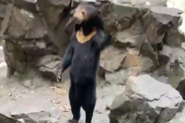 MEDVED KOJI IGRA ILI NEŠTO DRUGO? Ljude SABRAZNULA slika iz zoološkog vrta, DA LI JE OVO MOGUĆE? (VIDEO)