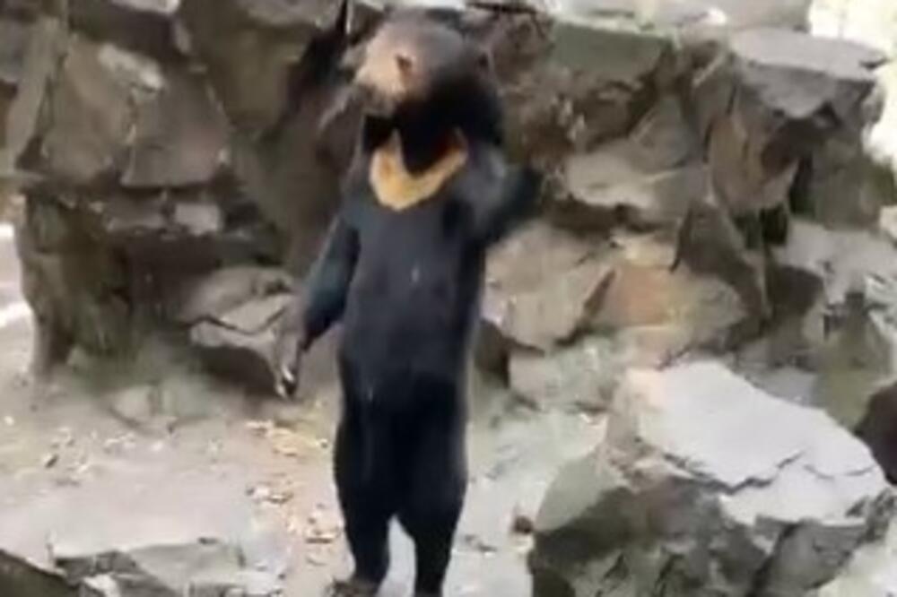 MEDVED KOJI IGRA ILI NEŠTO DRUGO? Ljude SABRAZNULA slika iz zoološkog vrta, DA LI JE OVO MOGUĆE? (VIDEO)