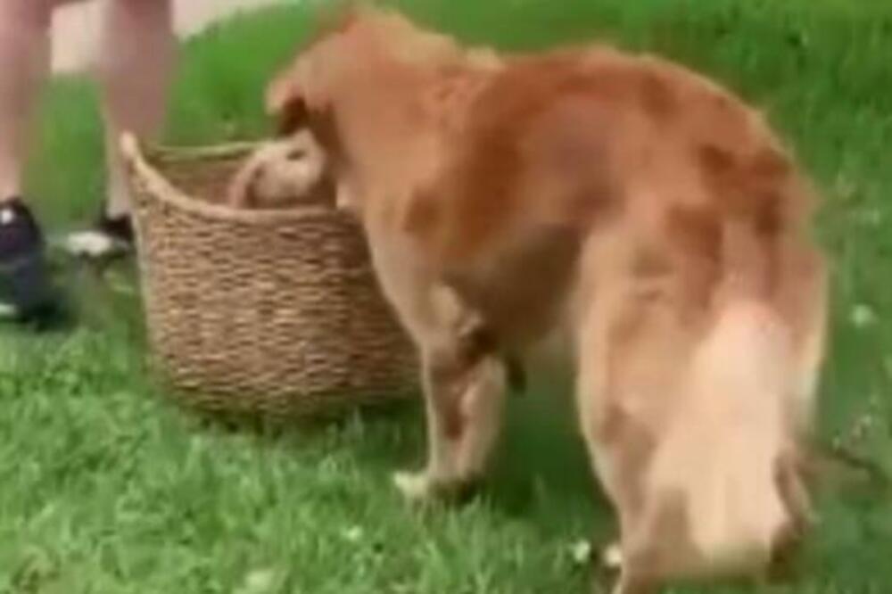OVAJ VIDEO ZALUDEO JE SVE LJUDE NA INTERNETU, TOPI SRCA: Reakcija retrivera na novog ljubimca TERA NA SUZE (VIDEO)