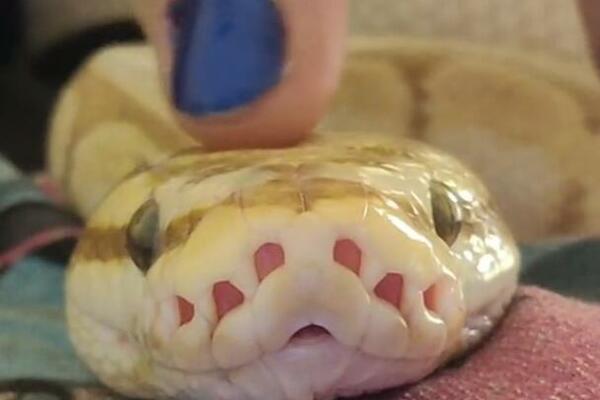 SNIMAK ZMIJE ZAPALIO INTERNET, ONO ŠTO JOJ RADE NIJE ZA SVAČIJI ŽELUDAC: Gledajte samo ako SMETE (VIDEO)