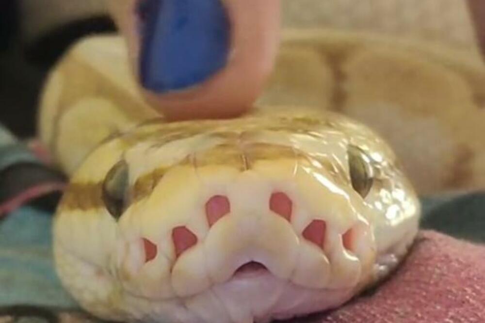 SNIMAK ZMIJE ZAPALIO INTERNET, ONO ŠTO JOJ RADE NIJE ZA SVAČIJI ŽELUDAC: Gledajte samo ako SMETE (VIDEO)