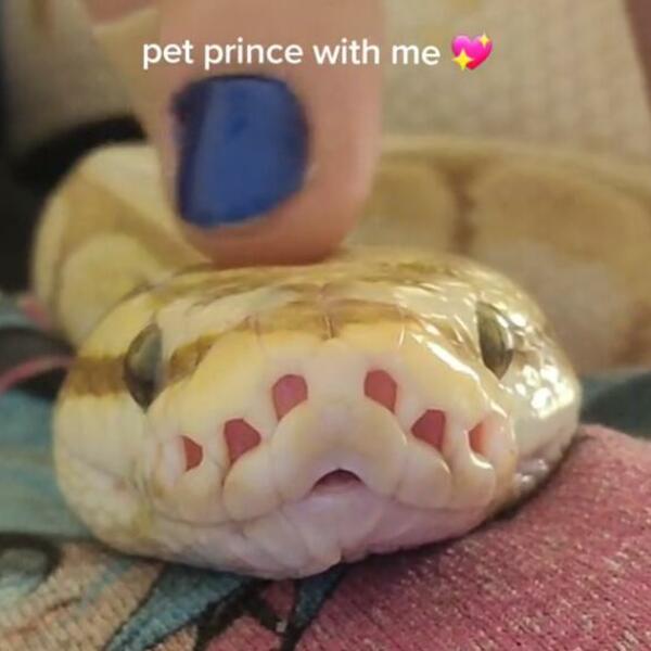 SNIMAK ZMIJE ZAPALIO INTERNET, ONO ŠTO JOJ RADE NIJE ZA SVAČIJI ŽELUDAC: Gledajte samo ako SMETE (VIDEO)