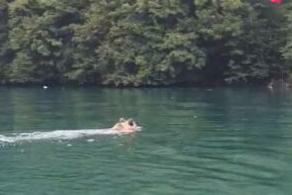 KOMŠIJE BOSANCI, STIŽU VAM GOSTI: Mede sve češće preplivavaju Drinu, EVO ŠTA TAMO TRAŽE!