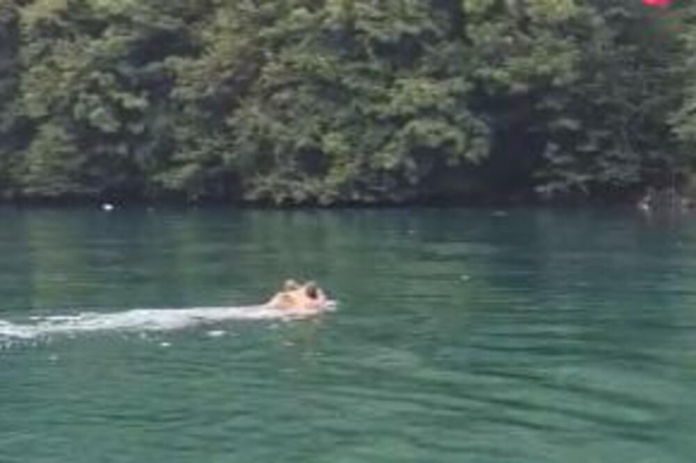 KOMŠIJE BOSANCI, STIŽU VAM GOSTI: Mede sve češće preplivavaju Drinu, EVO ŠTA TAMO TRAŽE!