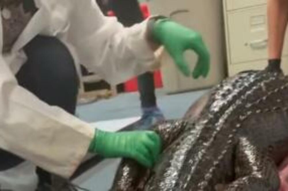 PITON POJEO ALIGATORA, KADA SU GA RASPORILI IMALI SU ŠTA I DA VIDE: Gledajte samo ako imate JAK ŽELUDAC (VIDEO)