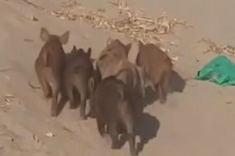 MALE NAPASTI TERORISALE TURISTE NA PLAŽI: Divlje svinje ZAVLAČILE njuške po torbama, a OVE DVE su POBEDNICI (VIDEO)