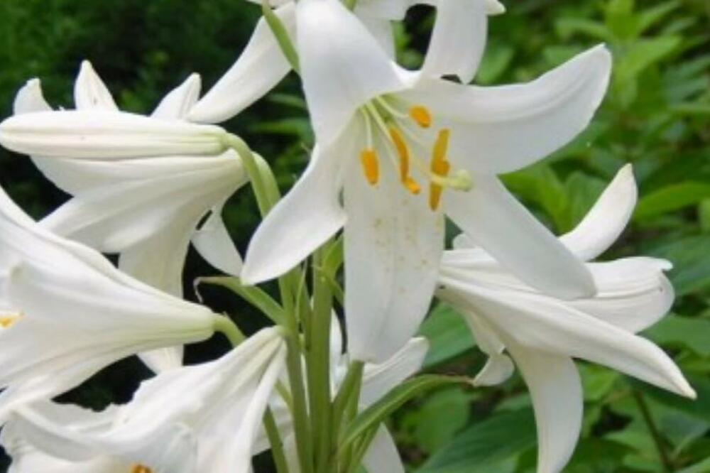 Ovaj cvet privlači novac i donosi blagostanje ukućanima: Nikako ga ne ostavljajte kod prozora, evo gde mu je mesto