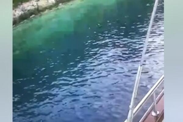 ŠTA JE BRE OVO!? Nešto što nije viđeno godinama ISPLIVALO NA JADRANU U HRVATSKOJ, ljudi u totalnoj neverici (VIDEO)
