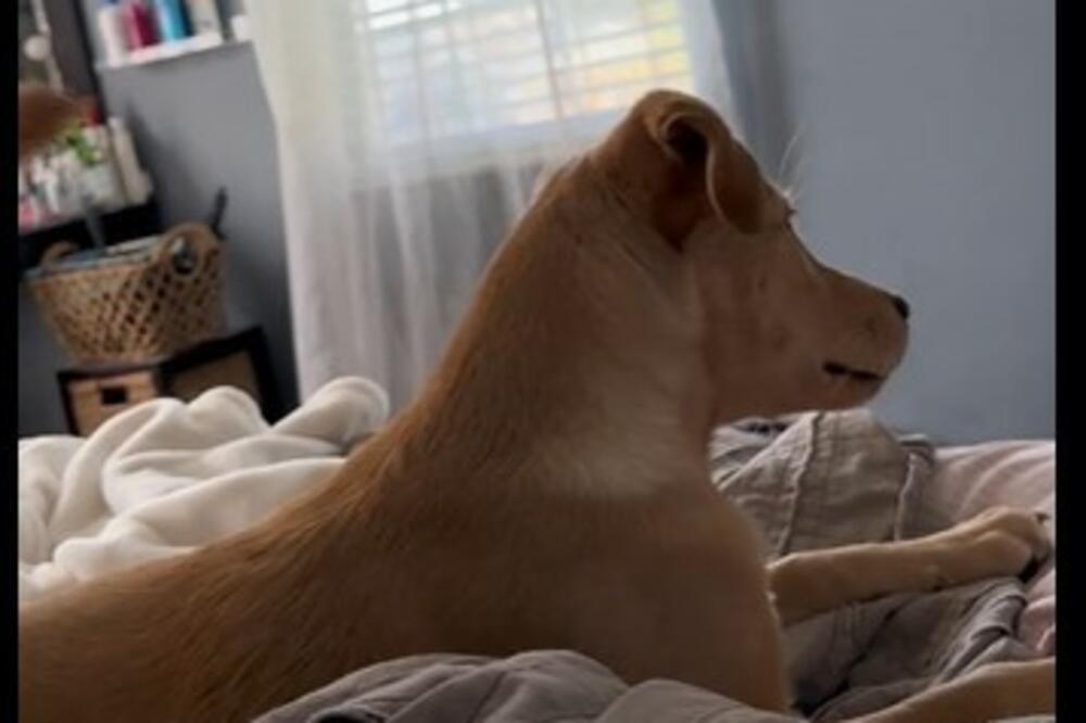 SNIMAK OVOG LABRADORA RAZNEŽIO JE SVE: Pogledajte reakciju ovog psa na omiljenu pesmu njegove vlasnice (VIDEO)