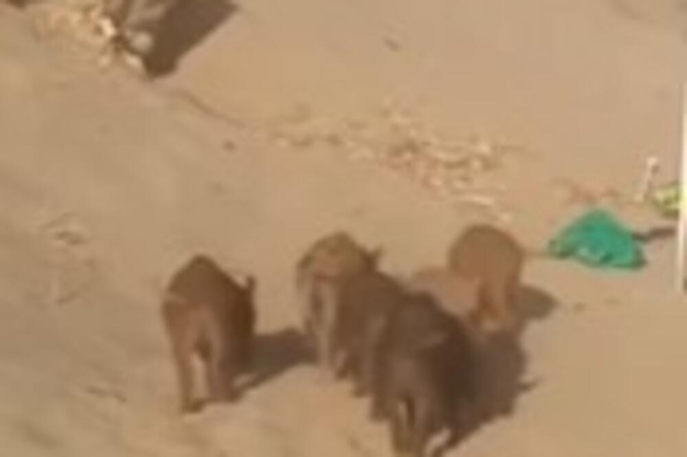 ODMARALI SU NASRED PLAŽE, A ONDA JE IZ VODE IZJURILA VELIKA NEMAN: Čula se samo vriska, svi počeli da beže (VIDEO)