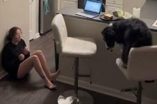 POGLEDATE KAKO PAS SPAŠAVA ŽIVOT VLASNICI: Snimak se munjevito deli, POSTUPIO JE BOLJE NEGO ČOVEK (VIDEO)