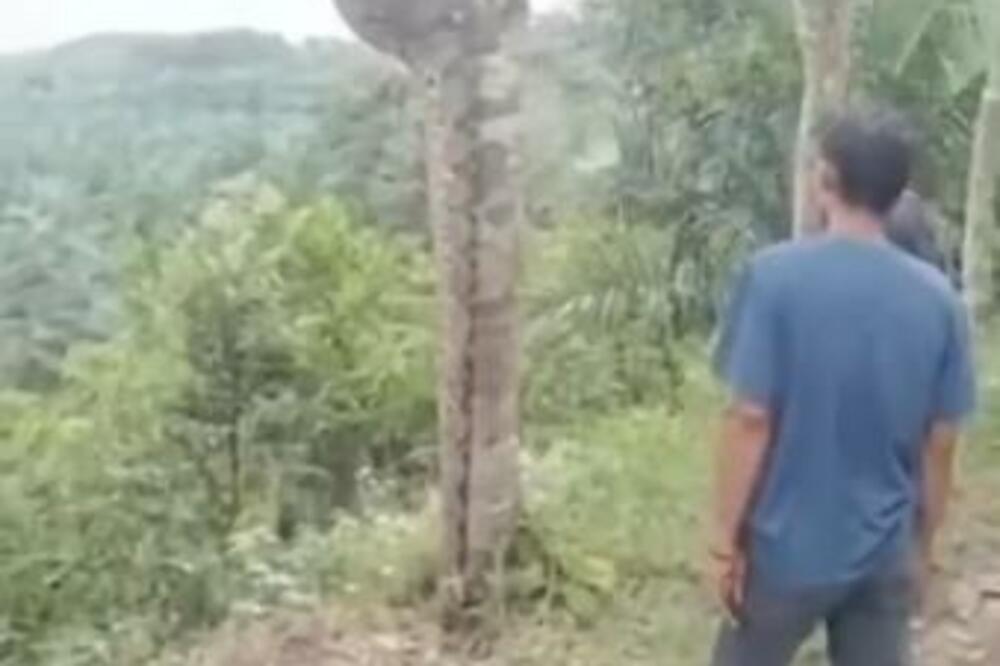 ŠETALI ŠUMOM PA NALETELI NA ZMIJU SA PLENOM U STOMAKU: Ovolikog PITONA niste videli ni na FILMU (VIDEO)